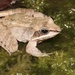 Lithobates sylvaticus - Photo (c) Ty Smith, μερικά δικαιώματα διατηρούνται (CC BY-NC), uploaded by Ty Smith