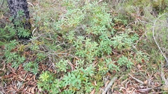 Banksia paludosa