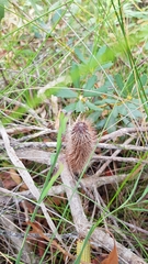 Banksia paludosa