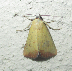 Phytometra subflavalis