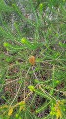 Banksia ericifolia