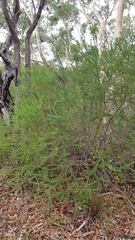 Banksia ericifolia