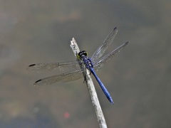 Agrionoptera longitudinalis biserialis