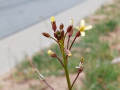 Brassica tournefortii