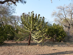 Euphorbia cooperi