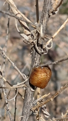 Pseudovates arizonae