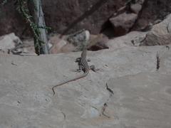 Acanthodactylus boskianus asper