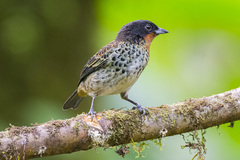 Ixothraupis rufigula