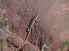 Acanthodactylus boskianus asper
