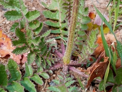 Brassica tournefortii
