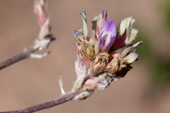 Astragalus gilensis