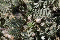 Astragalus gilensis