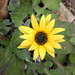 Flat African Daisy - Photo (c) Ronald Flipphi, some rights reserved (CC BY-NC), uploaded by Ronald Flipphi