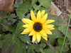 Flat African Daisy - Photo (c) Ronald Flipphi, some rights reserved (CC BY-NC), uploaded by Ronald Flipphi