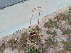 Brassica tournefortii