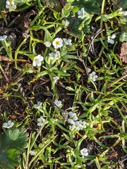Plagiobothrys humistratus