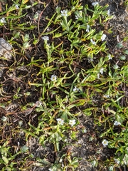 Plagiobothrys humistratus