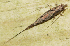 Nesomachilis