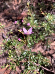 Boronia microphylla