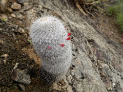Mammillaria haageana conspicua