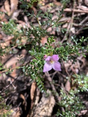 Boronia microphylla
