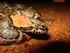 Uribe's False Cat-Eyed Snake photo 4
