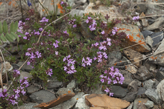 Thymus altaicus