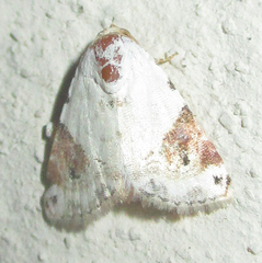 Eublemma ecthaemata
