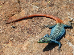 Platysaurus orientalis