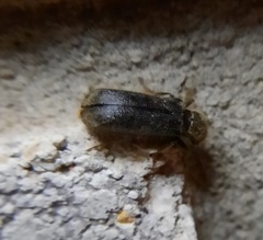 Melalgus plicatus