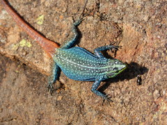 Platysaurus orientalis