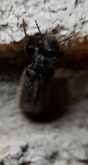 Melalgus plicatus