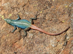 Platysaurus orientalis