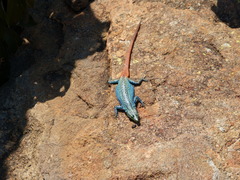 Platysaurus orientalis