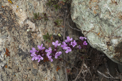 Thymus altaicus