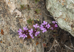 Thymus altaicus
