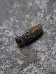 Melalgus plicatus