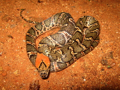 Uribe's False Cat-Eyed Snake photo 5