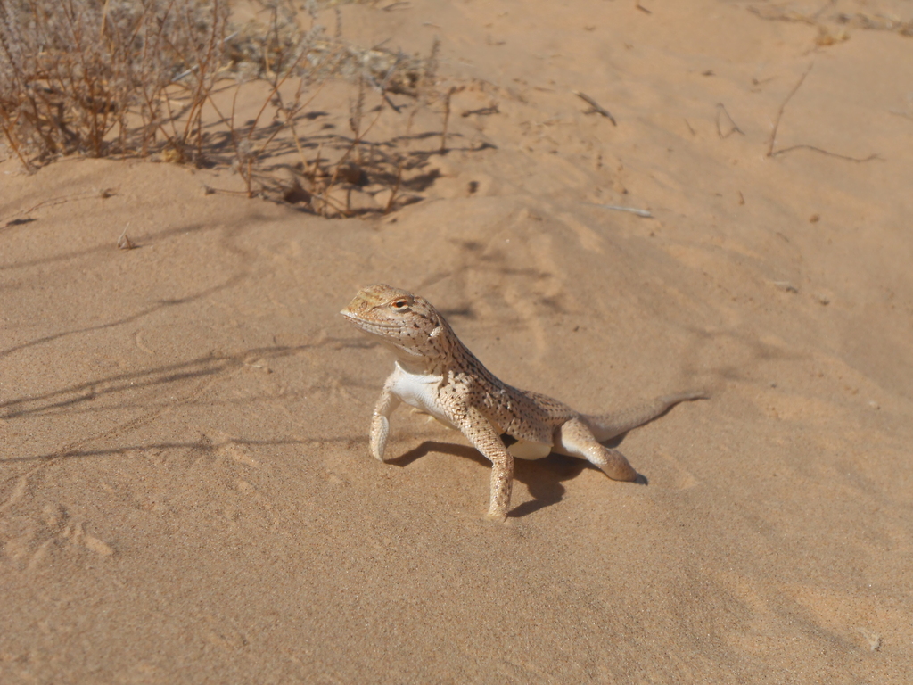 Yuman Desert Fringe-toed Lizard (Mammals, Amphibians, & Reptiles of the