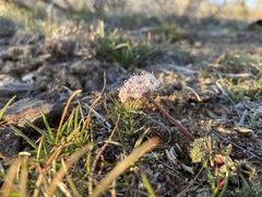 Lomatium gormanii