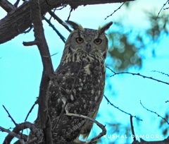 Bubo bengalensis