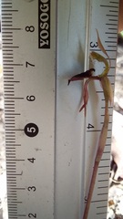 Chiloglottis reflexa