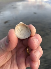 Laevicardium substriatum