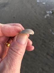 Laevicardium substriatum