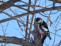 Dendrocopos major japonicus