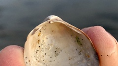 Laevicardium substriatum