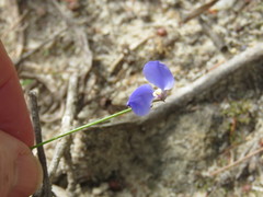 Comesperma volubile