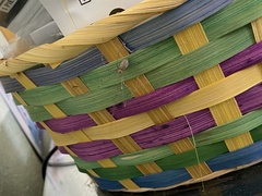 Pholcus phalangioides