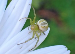 Australomisidia rosea