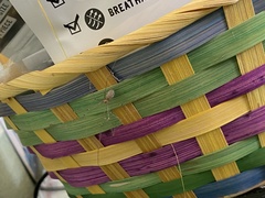 Pholcus phalangioides